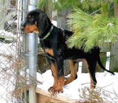 Black And Tan Coonhound For Sale In Michigan Black And Tan Coonhound Coonhound Beautiful Dogs Hound Dog