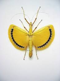 Black And Yellow Dragonfly With Long Tail Walking Stick Insects Bugs Insects Beautiful Butterflies