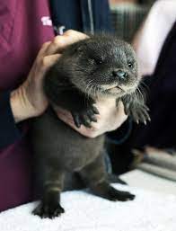 Otto The Baby Otter Saved After Losing Family Post Cute Baby Animals Cute Animals Animals