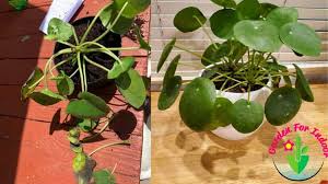 Check spelling or type a new query. Chinese Money Plant Dropping Falling Off Leaves And How To Fix Garden For Indoor