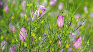 Image result for Hibiscus aethiopicus