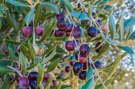 Image result for Olea