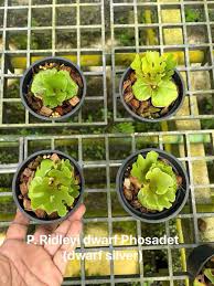 Image result for Platycerium