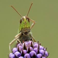 Confused Grasshopper Funny Animal Photos Funny Animals Funny Animal Pictures