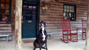 Maybe you would like to learn more about one of these? Dog And Pet Friendly Cabin Rentals In The South Vrbo