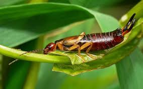 How To Control Earwigs Organic Gardening Pest Control Earwigs Organic Gardening