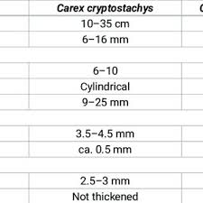 Image result for Carex chlorosaccus