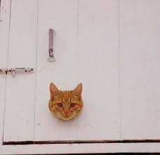 pin by tenais on amusing wordl animals crazy cats farm animal songs pretty cats