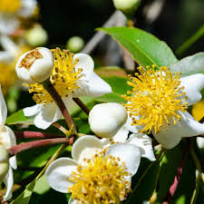 Image result for Calophyllum inophyllum