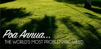 Image result for Poa leptoclada