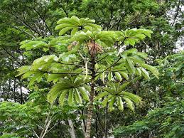 Image result for Cecropia