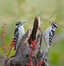 Bird With Red Spot On Back Of Head Pin On Woodpeckers