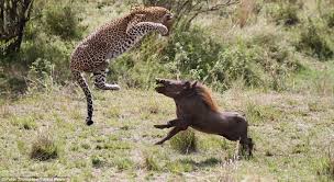 Kare kare leoparın domuz avı