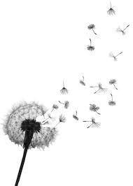 Realistic Dandelion Tattoo Dandelion Tattoo Dandelion Tattoo Design Dandelion Tattoo Meaning