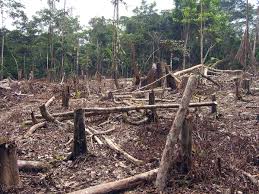 Esto puede ser para usar la madera y destinar el suelo a otros fines, o simplemente por mal manejo de la tierra. Deforestacion En Colombia Wikipedia La Enciclopedia Libre