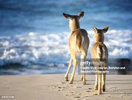 10,288 Color Fawn Stock Photos, High-Res Pictures, and Images