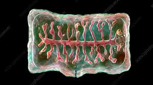 Image result for Beef Tapeworm