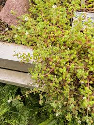 Image result for Crassula expansa