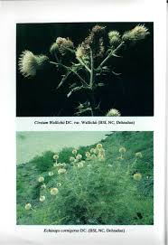 Image result for Grangea anthemoides