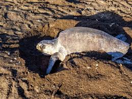 Olive ridley sea turtle (pacific sea turtle, lepidochelys olivacea) hatchling in punta banco, costa rica, central america. Lakhs Of Endangered Olive Riley Turtles Return To Odisha S Coast For Nesting As Humans Are Locked Inside Orissa Times Of India Travel
