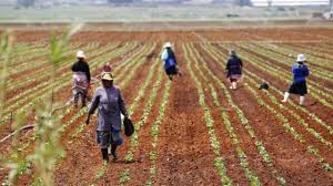 Agriculture is a form of commercial farming where crops are grown for profit. Africa Agriculture