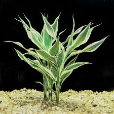 Image result for Dracaena sanderiana
