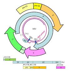 For some people, hepatitis b infection becomes chronic, meaning it lasts more than six months. Hepatitis B Virus Pre S S Variants In Liver Diseases