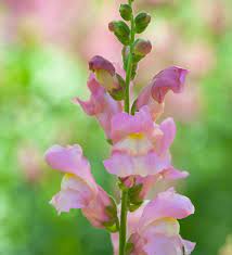 Antirrhinum Majus Flower Recipe Best Flower Wallpaper