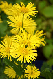 Image result for Leptoderris harmsiana