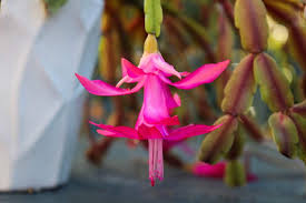 That being said, too much direct sunlight can burn its leaves, so keep the christmas cactus in an appropriate area to do you fertilize a christmas cactus? Can You Root A Piece Of Christmas Cactus In Water Gardening Channel