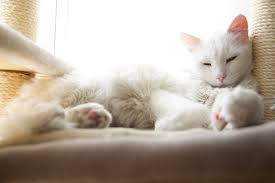 Male black and white cat names. 45 Most Popular White Cat Names Of 2021