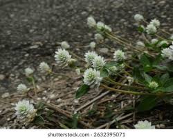 Image result for Gomphrena celosioides
