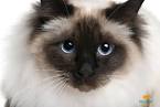 Balinese cat - Wikipedia