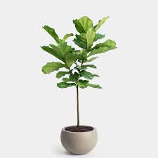 Water the soil only when the very top of the soil is dry, but also make sure that your ficus tree's pot has good drainage. Greenery Unlimited Fiddle Leaf Fig Tree Plant Delivery