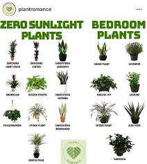 5 Overlooked Plants That Can Survive In The Almost Dark Growing Plants Indoors Plants Bedroom Plants