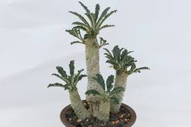 Image result for Dorstenia buchananii
