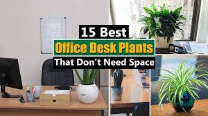 Send fronds to a friend, send one or two! 15 Best Office Desk Plants That Don T Need Space Youtube
