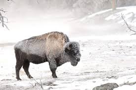 Home to the first j.c. Drastic Temperature Drop Heavy Snow Headed To Areas Of Wyoming Casper Wy Oil City News