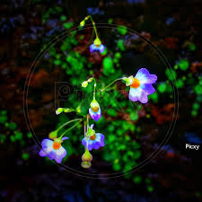 Image result for Utricularia striatula