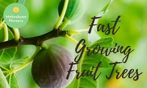 We did not find results for: Seven Fast Growing Fruit Trees Mehrabyan Nursery