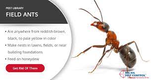 Carpenter ants require specialized treatment solutions that differ from other types of ants. Field Ant Identification How To Get Rid Of Field Ants