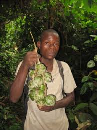 Image result for Pseuderanthemum ludovicianum