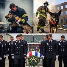 Rescue team in tears: heroic k9 dog coll@pses in firefighter's arms after saving lives from raging fire — body burned, breathing weak, legs injured, eyes closed forever after completing his final m!ss!on —