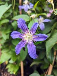 Image result for Clematis pulchra