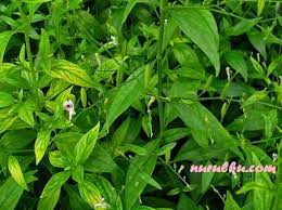 Manfaat Sambiloto Untuk Diabetes Anak Kulit Serta Efek Sampingnya Nurulku Blog Tanaman Obat Tanaman Kebun Herbal