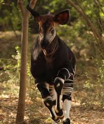 Cutest Baby Animals At U S Zoos Dallas Zoo Animals Okapi