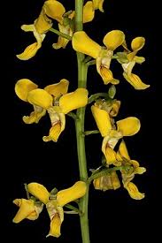 Image result for Eulophia hereroensis