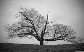 Tree Hd Wallpapers Black And White Tree Tree Wallpaper Wallpaper