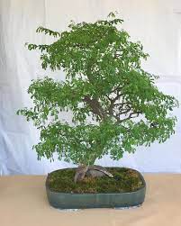 My Moringa Bonsai Bonsaitree Soli Rosade Brazilian Facebook