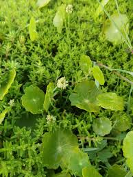 Image result for Hydrocotyle